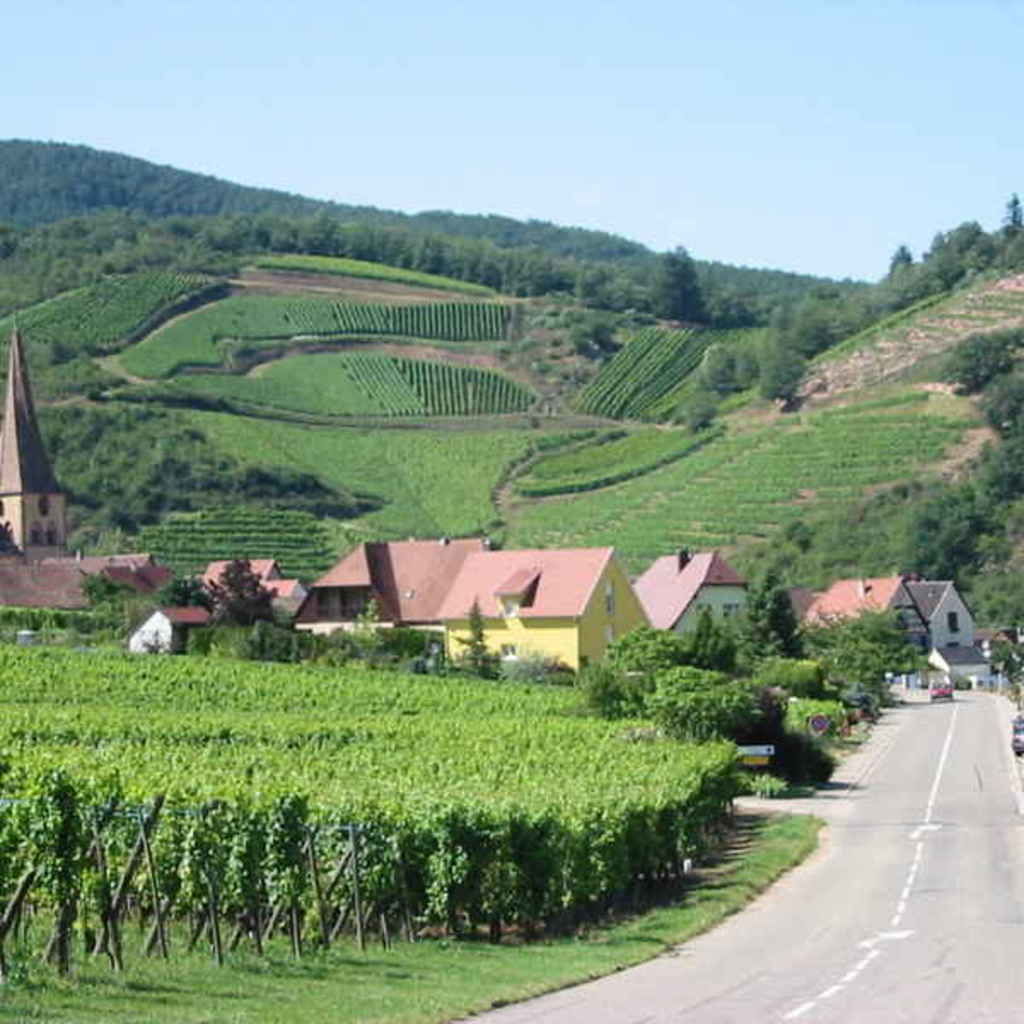 La route des vins d'Alsace 