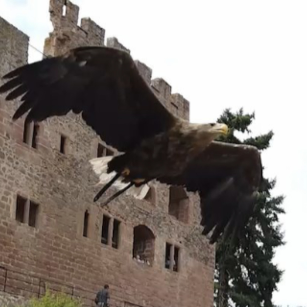 La Volerie des Aigles