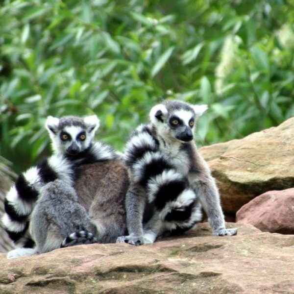 Zoo de Bâle